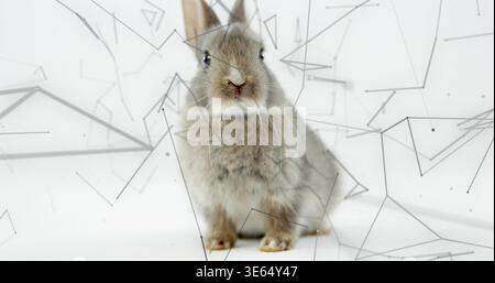 Sitting small grey-brown rabbit facing camera on white backdrop, soft shadow and geometric overlay Stock Photo