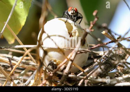 A Flesh fly on a broken egg shell in abandoned bird nest Stock Photo