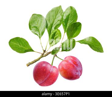 close up of branch of ripe red plums with leaves isolated on white background Stock Photo