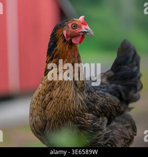 copper black maran hen outside, chicken Stock Photo