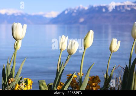 Tulips in tulips festival in Morges with the view on the mountains on April 5, 2026 Stock Photo