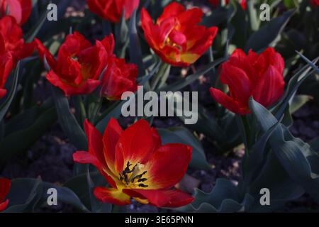 Red tulips in tulips festival in Morges in Switzerland on April 5, 2026 Stock Photo