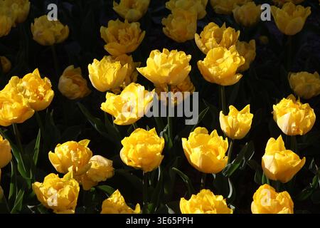 Yellow tulips in tulips festival in Morges in Switzerland on April 5, 2026 Stock Photo