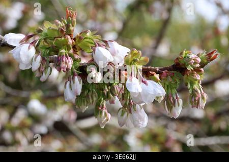 Prunus 'Tai-haku'. Close up group of great white cherry blossoms and flower buds in early spring. Stock Photo