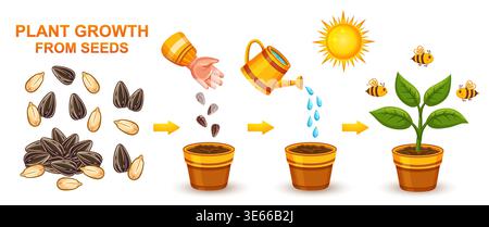 Garden plant growth stage, sunflower herb seeding planting, seed sowing in ground. Houseplant green seedling growing. Grain germination in soil vector Stock Vector