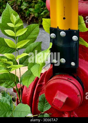 Green leaves growing around a red fire hydrant in Montreal, Canada Stock Photo