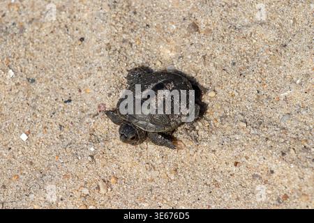 Baby turtle crawling on sandy beach in Long Island New York close up wildlife scene Stock Photo