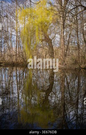 A vibrant willow tree covered in new spring buds Stock Photo