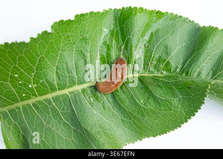 slug, arion vulgaris eating a lettuce leaf in the garden, snails damage leaves in the vegetable patch, pest on home-grown vegetables Stock Photo