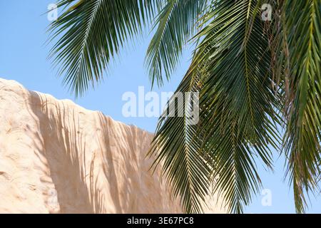 Tropical palm leaves casting shadows on a beige wall under a clear blue sky. Minimal aesthetic background ideal for travel, lifestyle, branding. Stock Photo