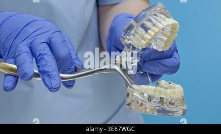 Wide close-up of a dentist's hands in blue medical gloves using dental extraction forceps on a transparent anatomical teeth model. The doctor is demon Stock Photo