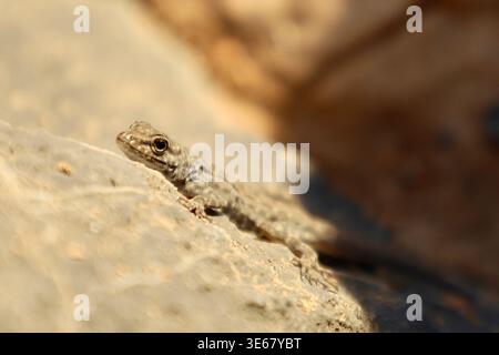 close up of a small lizard on rock Stock Photo
