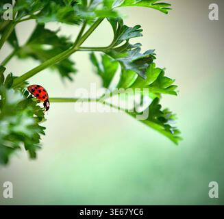 Lady bug on parsley Stock Photo