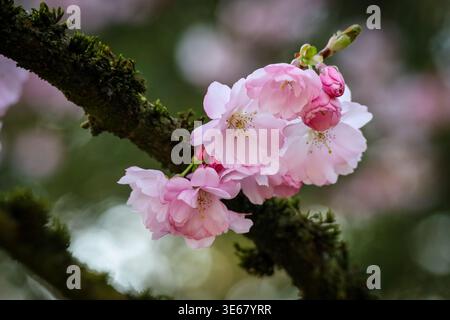 close up of cherry blossoms on a tree Stock Photo