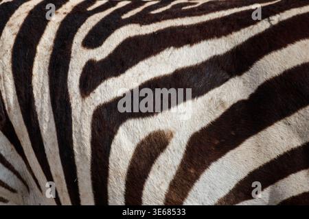 Texture of the zebra skin for background Stock Photo
