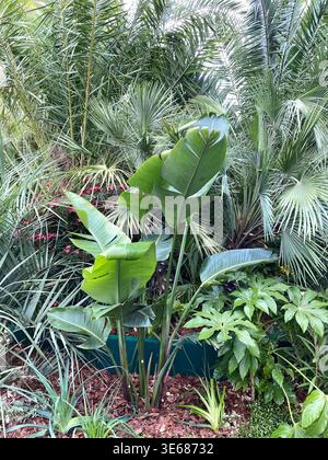 Lush tropical foliage with various green palm and banana leaves, suitable as natural background. Mobile photo Stock Photo