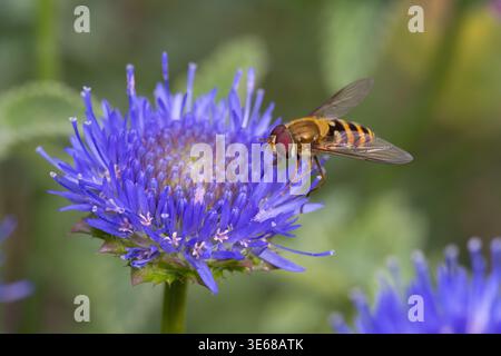 Common Banded Hoverfly on a Sheeps Bit flower Stock Photo