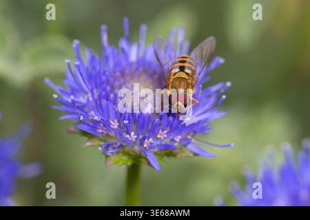 Common Banded Hoverfly on a Sheeps Bit flower Stock Photo