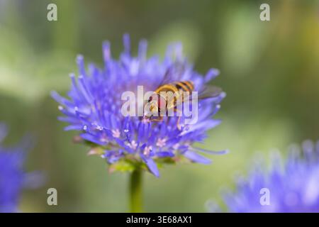 Common Banded Hoverfly on a Sheeps Bit flower Stock Photo