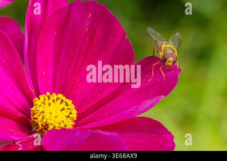 Hoverfly sat on a Mexican Aster flower. Stock Photo