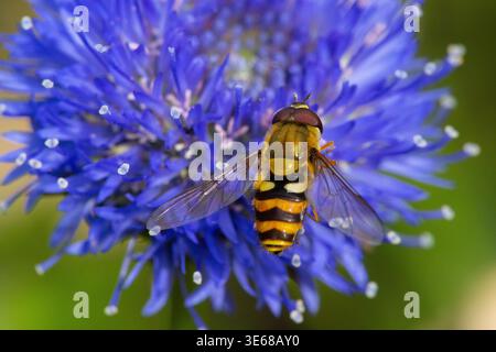 Common Banded Hoverfly on a Sheeps Bit flower Stock Photo