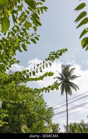 Low-angle shot looking up through vibrant green heart-shaped leaves and branches toward a tall slender palm tree against a bright blue sky with soft w Stock Photo