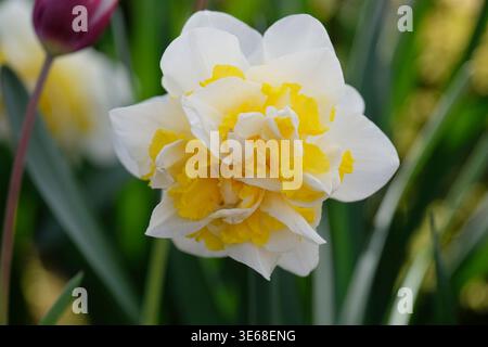 Cream and yellow double Narcissus ‘Westward’  daffodil in flower. Stock Photo