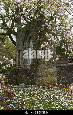 Magnolia tree Stock Photo