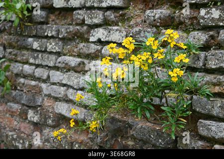 Wallflowers in brick wall Stock Photo
