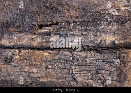 Dark charred wood surface. Abstract background of burnt timber and soil. Stock Photo