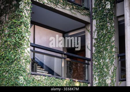 Green tropical plants climbing on wall of residential building, exotic plants covering facade. Stock Photo
