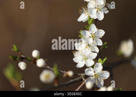 White cherry blossom flowers on branches in a warm spring day, soft sunlight, fresh and delicate mood. Stock Photo