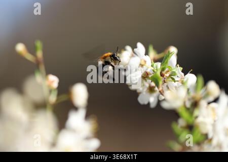 White spring flowers with a bumblebee collecting nectar on a warm spring day, soft light, fresh and delicate nature scene. Stock Photo