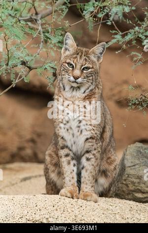 North America; United States; Arizona; Desert; Wildlife; Mammals; Felines; Bobcat; Lynx rufus Stock Photo