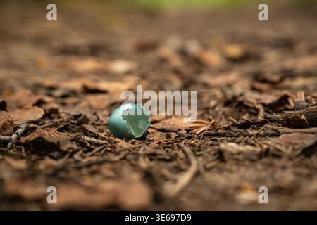 Light Blue Robins Egg Sits Empty On Forest Floor in Colorado mountains Stock Photo