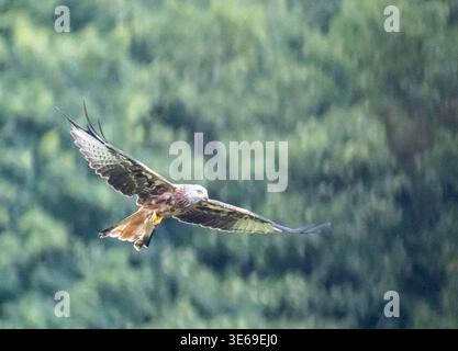 A red kite bird soars with wings fully extended over a dense, green woodland area in the UK, showcasing British wildlife in its natural habitat during Stock Photo