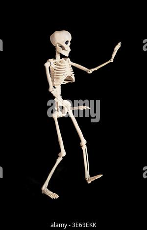 A Lifelike Skeleton Model Demonstrating Human Anatomy and Structure in Dynamic Pose Against Black Background Stock Photo