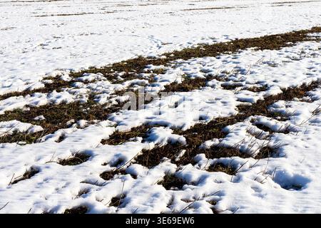 Melting snow revealing brown grass and wet soil, patchy thaw exposes muddy textures and seasonal transition on pasture Stock Photo