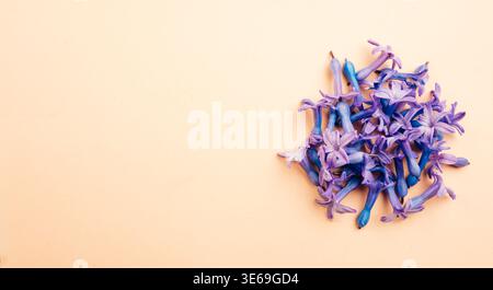 Intimate View Of Hyacinth Flower Petals Exhibiting Soft Pastel Colors And Textured Surface Stock Photo
