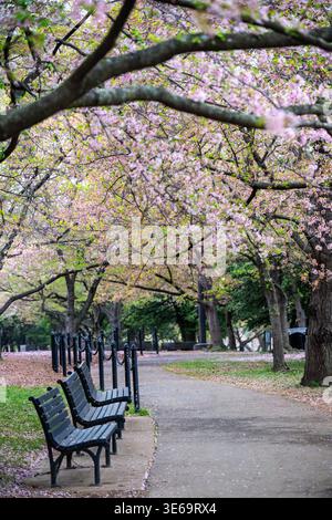 Tidal Basin Path Late Pink Cherry Blossoms Washington DC United States / WASHINGTON DC — Late-stage pink cherry blossoms and emerging green leaves form a delicate canopy over a bench-lined walking path at the Tidal Basin. The ground is lightly dusted with fallen petals, marking the transition from peak bloom to the end of the season. This serene stretch of the park offers a quiet moment of reflection amidst the iconic landscape. The scene was captured on Thursday, April 2, 2026. Stock Photo