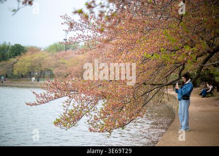 Late Bloom Yoshino Cherry Blossoms Tidal Basin Washington DC United States | WASHINGTON, D.C. — Late-bloom Yoshino cherry branches showing emerging green leaves and pink calyxes sweep low over the water beside a visitor on the pedestrian path, Thursday, Apr. 2, 2026. The iconic trees at the Tidal Basin draw crowds as they reach the final stages of their annual blooming cycle. A visitor pauses to capture a photograph of the delicate blossoms against the backdrop of the calm water. The scene highlights the enduring popularity of the cherry blossoms as a signature sign of spring in the nation's c Stock Photo