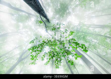 Fresh green beech leaves spread gently across the forest canopy, seen from below through soft, luminous mist. Stock Photo
