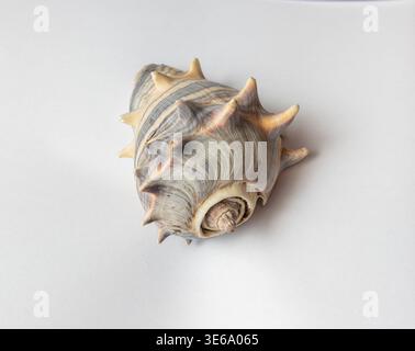 Beautiful spiny seashell on white background Stock Photo