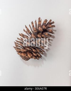 Large brown pinecone on white background with detailed texture Stock Photo