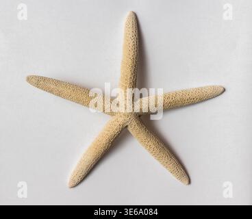 Close-up of a beige starfish on white background Stock Photo