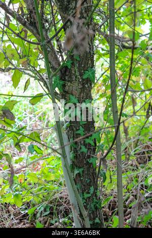 The tree grew and tore apart the trunk cylinder that was made to strengthen the seedling during planting. Stock Photo
