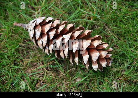 Seed Cone of a Bhutan Pine Tree, Blue Pine, Himalayan Pine or Himalayan White Pine, Pinus wallichiana, Pinaceae. Himalaya, Bhutan, Asia. Stock Photo