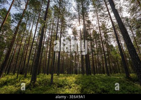 Looking up through tall pine trunks in the Numedalslågen valley. Sunlight filters through the canopy, illuminating the dense carpet of wild blueberrie Stock Photo
