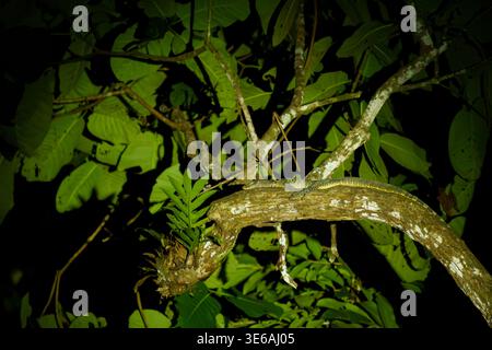 Tabin Wildlife Reserve, Sabah, Malaysia – October 1, 2025: A juvenile monitor lizard rests on a tree branch in the forest at night. Stock Photo