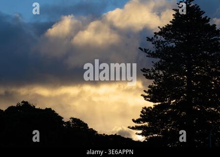 Silhouetted trees against dramatic sunset clouds, Paihia, Bay of Islands, Northland, New Zealand Stock Photo